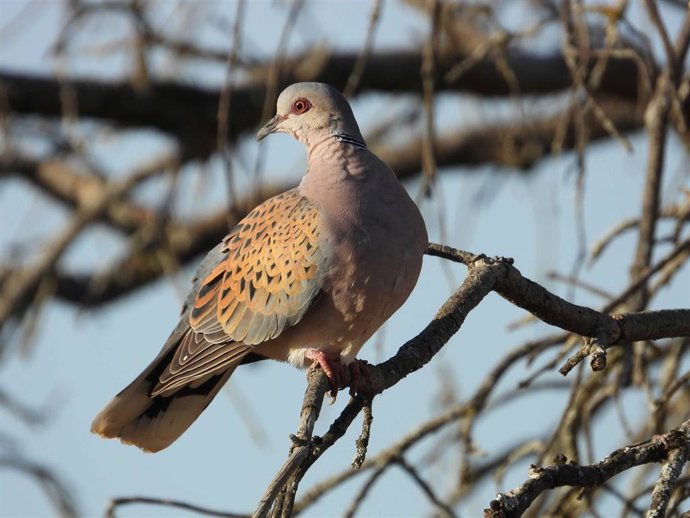 Cazadores celebran que UE confirme la recuperación de tórtola y felicita al sector por su compromiso con su conservación.
