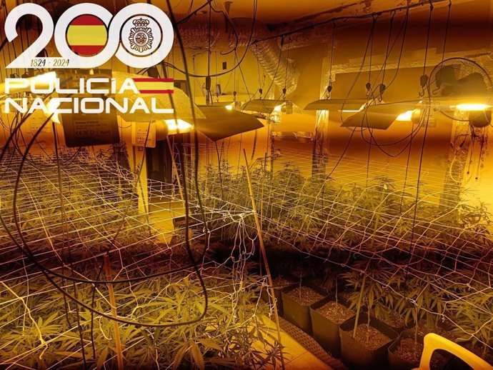 Plantación indoor desmantelada en un local de la ciudad de Huelva por la Policía Nacionl.