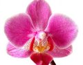 Una orquidea dada por extinta, redescubierta en China 112 años después