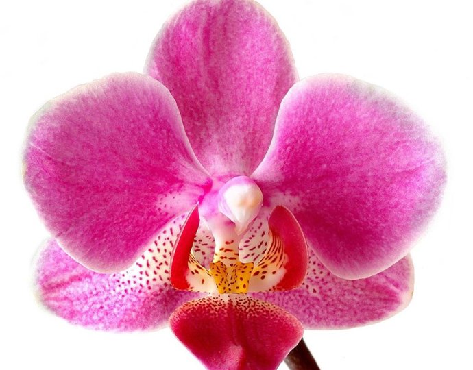 Variedad de orquidea de la misma familia a la que pertenece Eulophia monantha