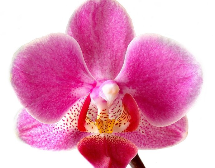Variedade de orquídea da mesma família à qual pertence a Eulophia monantha.