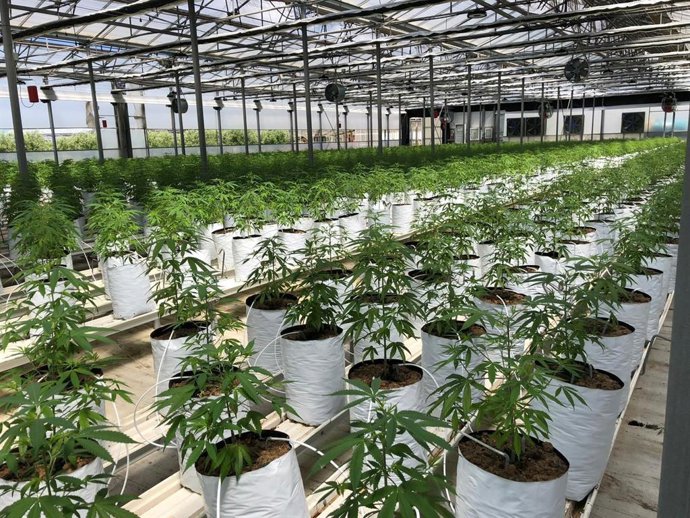 Cultivo de Cáñamo Industrial en España.