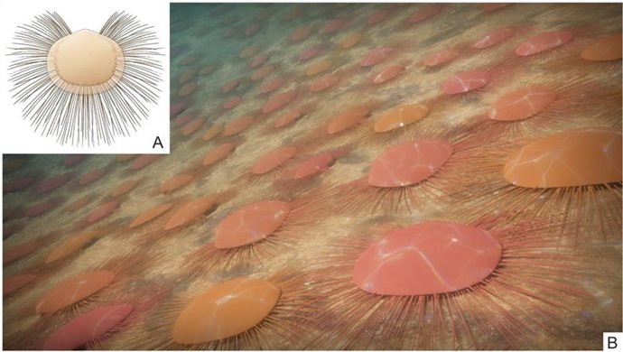 Reconstrução baseada em espécimes de um único indivíduo de N. calypta com cogumelos marginais (A) e uma reconstrução ecológica da assembleia viva (B).