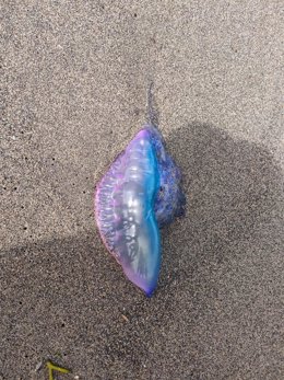 Archivo - Carabela portuguesa en una playa asturiana.