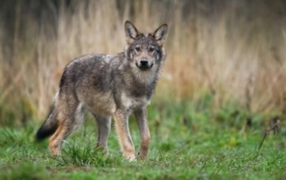 Un lobo.