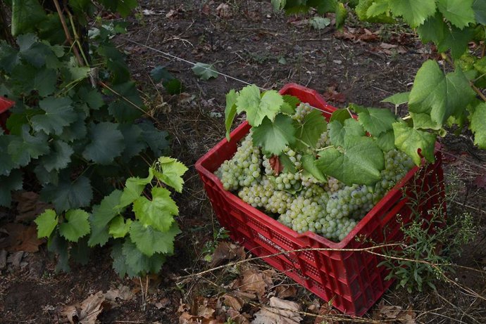 Archivo - Vendimia en la bodega Gargaloa (propiedad de Roberto Verino), 8 de septiembre de 2023, concello de Verín, Ourense, Galicia (España). 