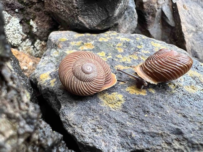 Caracoles endémicos de Canarias