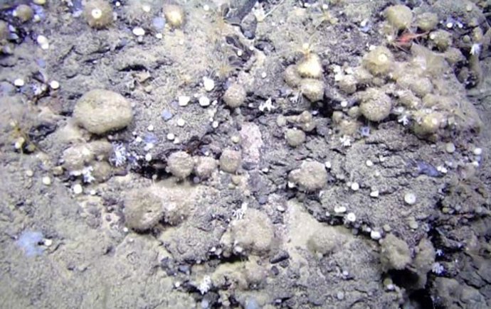 Foto de un campo de esponjas del Atlántico Norte de la especie Geodia hentscheli a más de 2.000 metros de profundidad