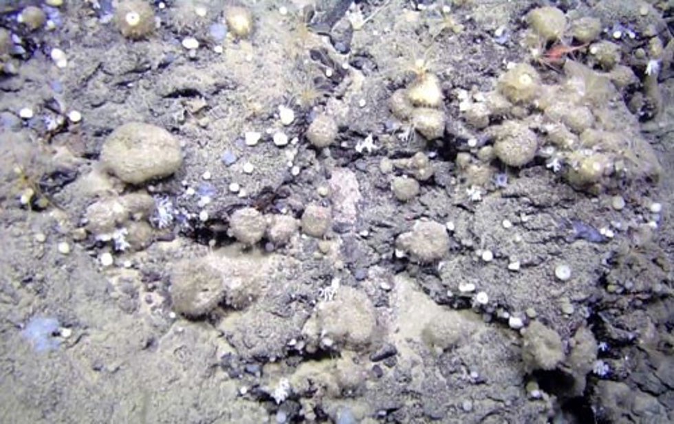Foto de un campo de esponjas del Atlántico Norte de la especie Geodia hentscheli a más de 2.000 metros de profundidad