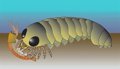 Un sistema nervioso fosilizado apunta al origen marino de las arañas