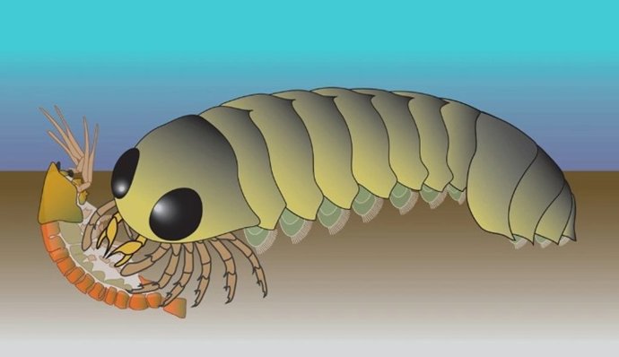 Ilustración de cómo habría sido el animal Mollisonia en el momento en que vivió, hace más de 500 millones de años.