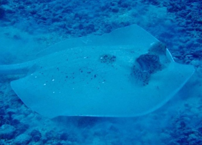 Aspecto de la nueva especie de raya Neotrygon romeoi.