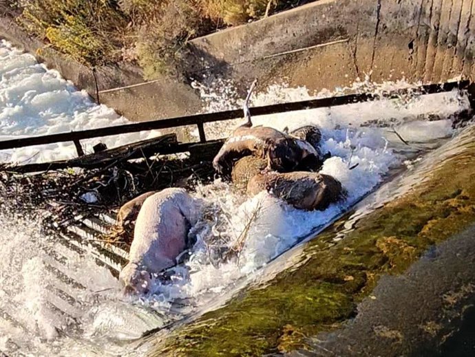 Imagen de animales muertos en el Canal de Arriola (León).