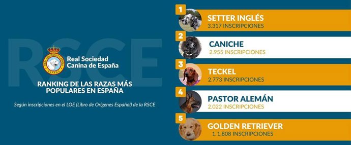 Razas de perro más populares de España