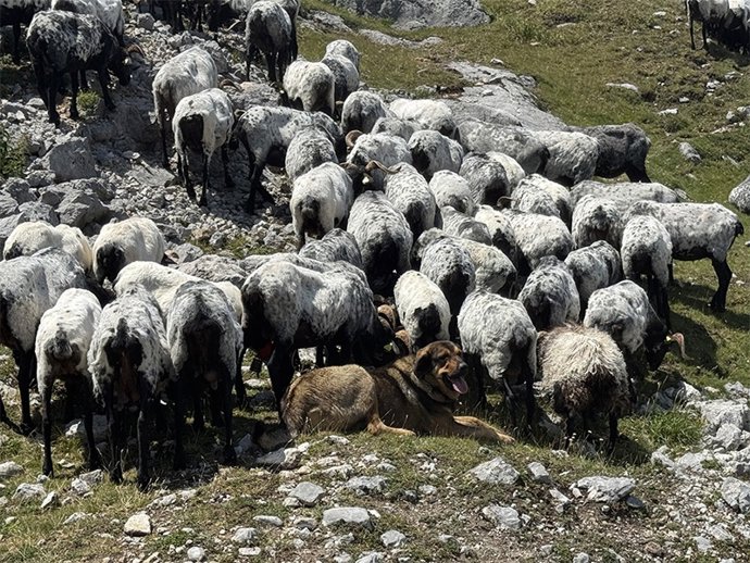 Ovejas pastando en Picos de Europa (