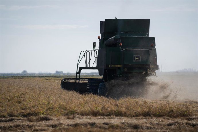 Archivo - Cosechadora de arroz durante la recolecta en las marismas del Guadalquivir. A 22 de octubre de 2024, en Sevilla (Andalucía, España). Los arroceros de las marismas del Guadalquivir han empezado  esta semana su cosecha después de dejar unos días q