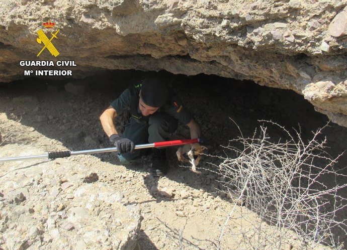 A Guardia Civil resgata vários filhotes de cachorro com sinais de desnutrição em uma área acidentada de Santomera