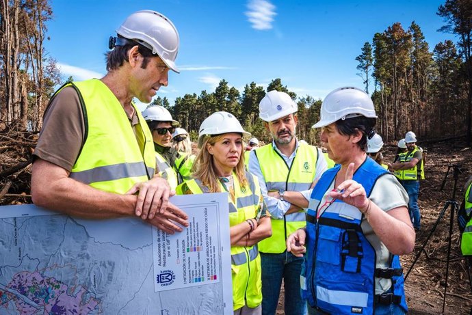 El Cabildo de Tenerife invierte 6,4 millones en recuperar más de medio millón de ejemplares de pino canario en el monte