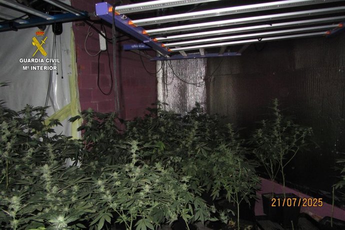 Plantación de marihuana interior incautada en Valga (Pontevedra) en julio de 2025.