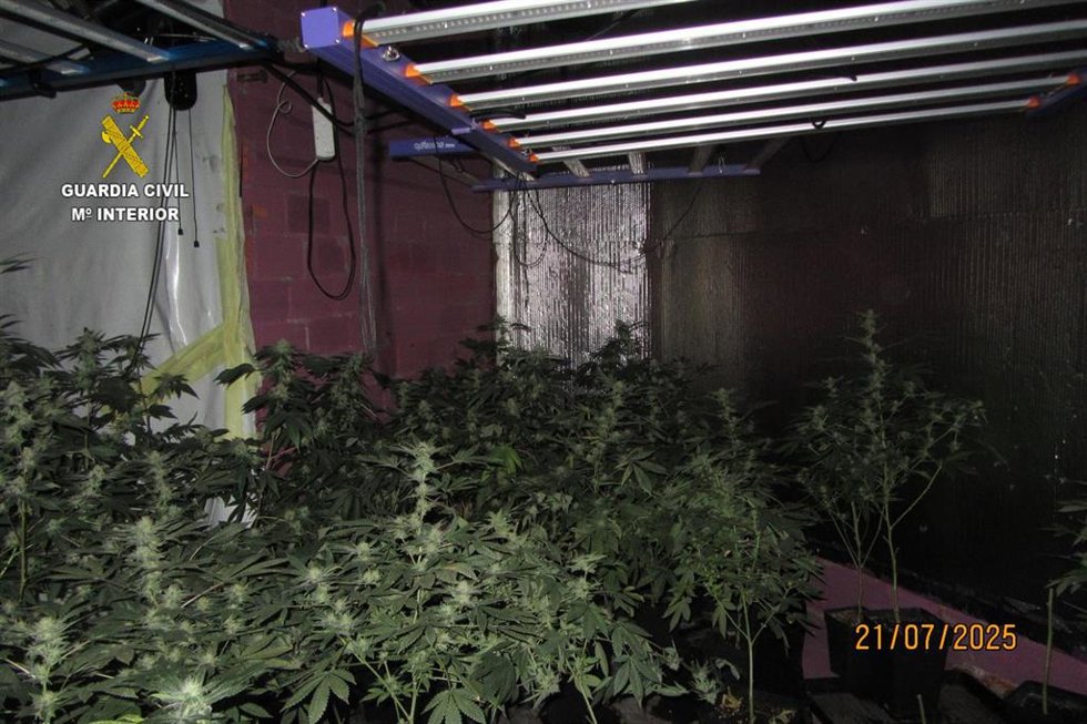Plantación de marihuana interior incautada en Valga (Pontevedra) en julio de 2025.