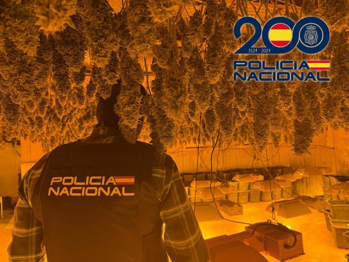 Un agente de la Policía Nacional inspecciona una plantación de marihuana desmantelada en El Ejido (Almería).