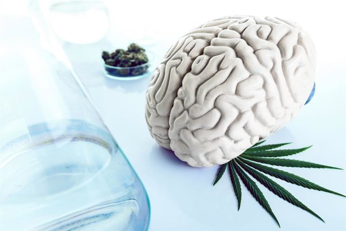 Archivo - Drogas y cerebro, cannabis