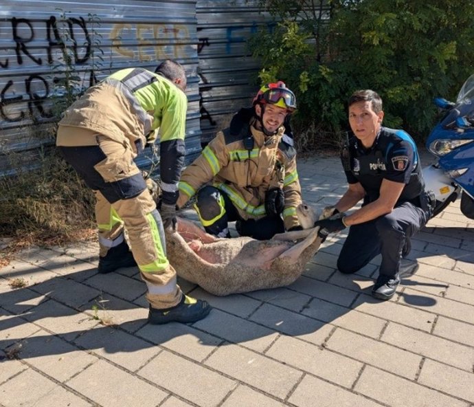 Rescatada una oveja que caminaba por la VA-20 y casi provoca un accidente en Valladolid