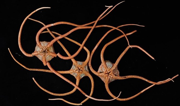Estrelas frágeis.