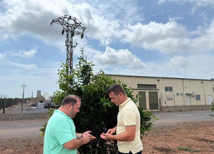 Les Alqueries demanarà declaració de zona catastròfica pels danys del granís del dia 12