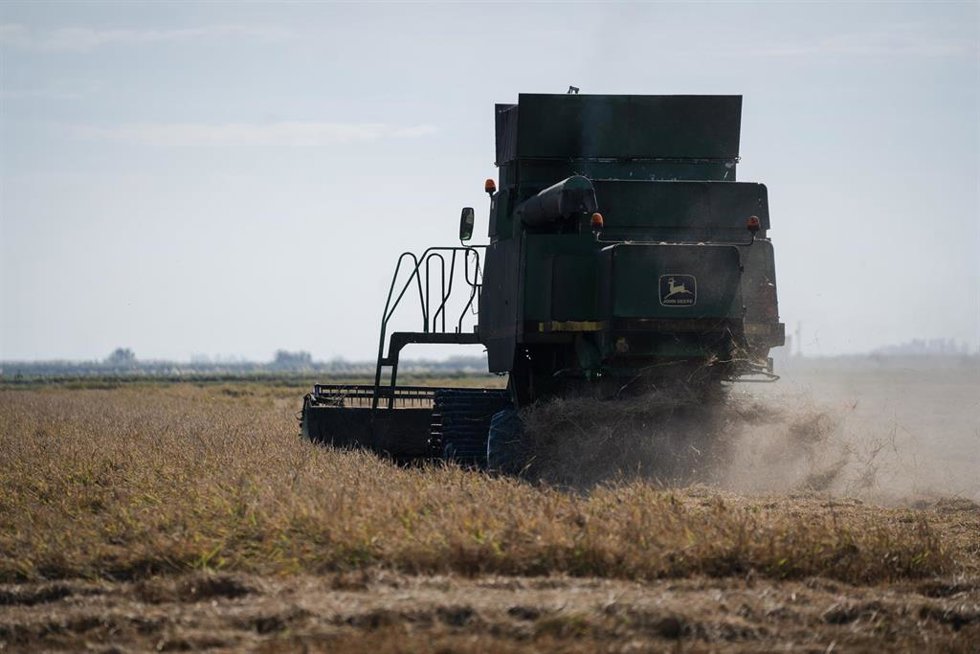 Archivo - Cosechadora de arroz durante la recolecta en las marismas del Guadalquivir. A 22 de octubre de 2024, en Sevilla (Andalucía, España). Los arroceros de las marismas del Guadalquivir han empezado  esta semana su cosecha después de dejar unos días