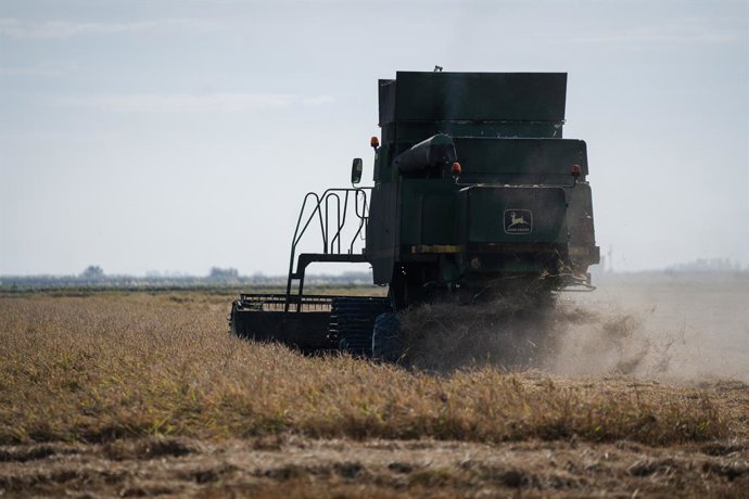 Archivo - Cosechadora de arroz durante la recolecta en las marismas del Guadalquivir. A 22 de octubre de 2024, en Sevilla (Andalucía, España). Los arroceros de las marismas del Guadalquivir han empezado  esta semana su cosecha después de dejar unos días q