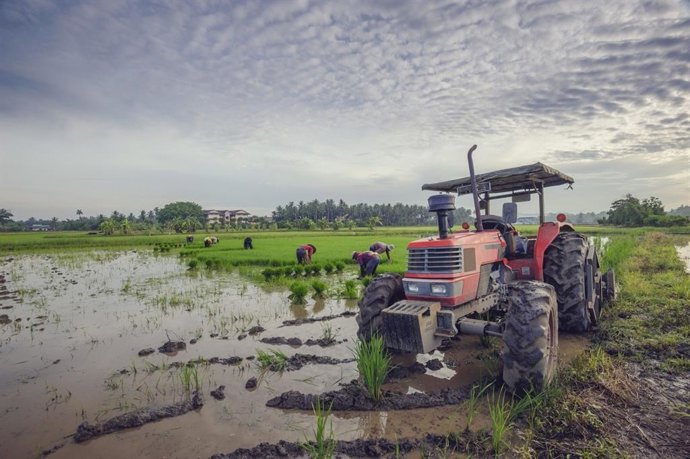 Archivo - Campos en Andalucía.