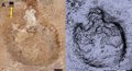 Huellas fósiles acreditan convivencia entre especies de dinosaurios