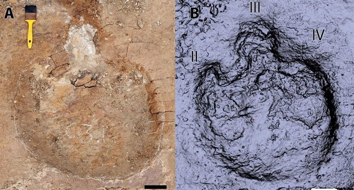 Huella de grandes dimensiones descubierta en la investigación