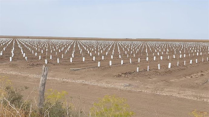 Imagen de olivos plantados en la finca de Hato Viejo