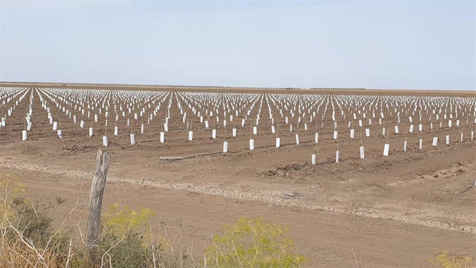 Imagen de olivos plantados en la finca de Hato Viejo