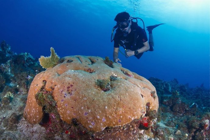 El coral masivo Siderastrea siderea en el arrecife Caye d’Olbian, Martinica.