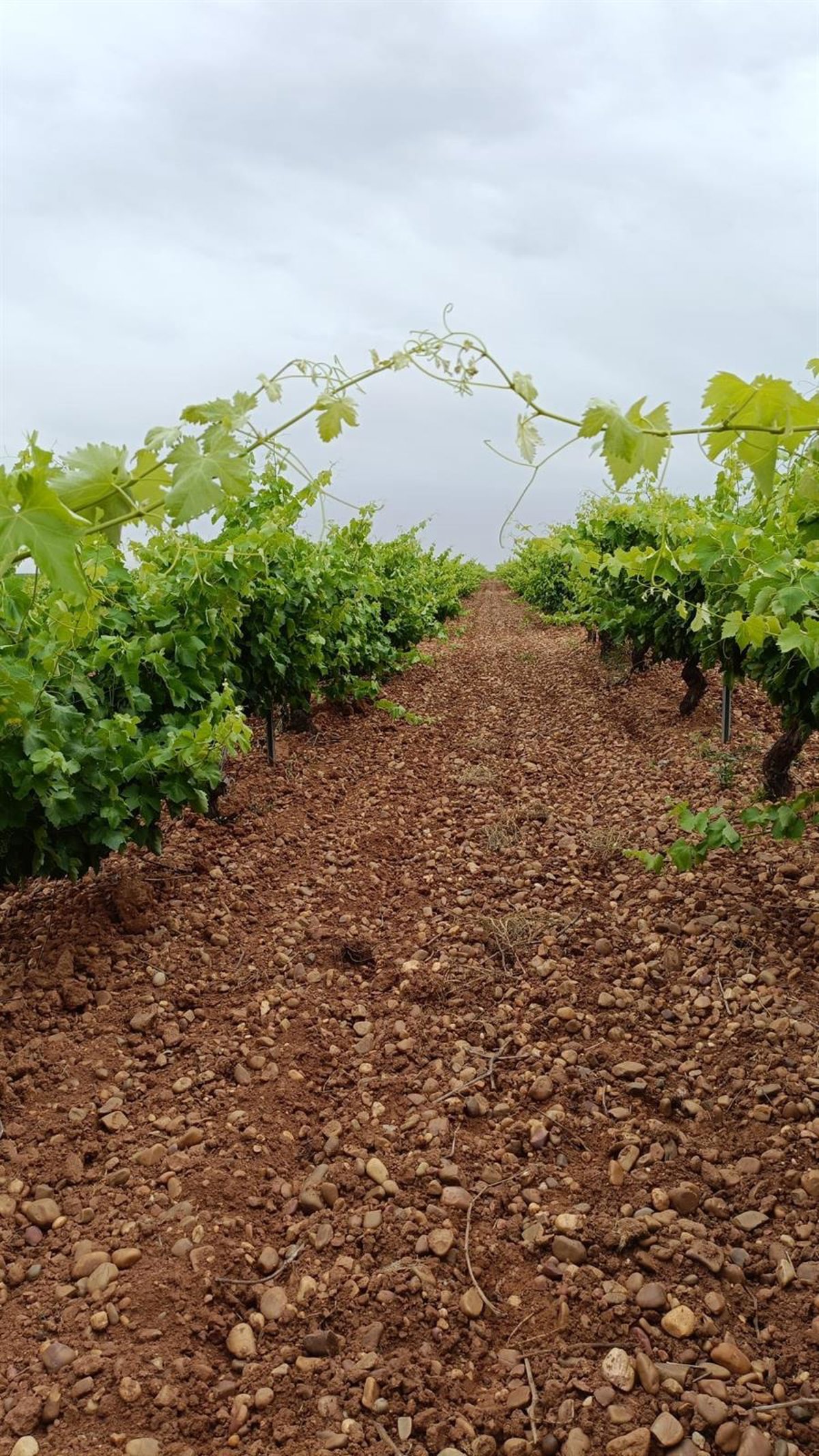 CyL recaba el apoyo unánime de todas las CCAA para solicitar a Agricultura mejoras en seguros de viñedos por el Mildiu