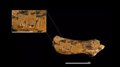 Un niño decapitado: nueva prueba de canibalismo en Atapuerca