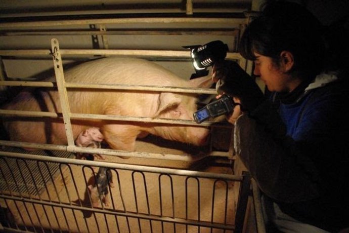 Investigación en granja de cría de cerdos en España. Igualdad Animal