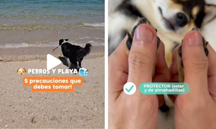 Captura de pantalla de un vídeo de Tiktok de la veterinaria @mariavetican.
