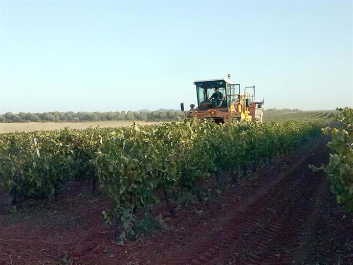 Archivo - Una cosechadora recolecta uva.