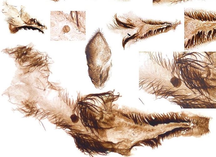 Elementos esternales de crustáceos del período Cámbrico