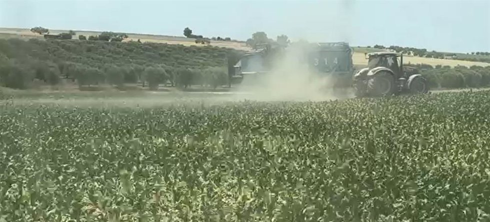 COAG, preocupada por una campaña de remolacha "para olvidar" que agrava la crisis del sector.