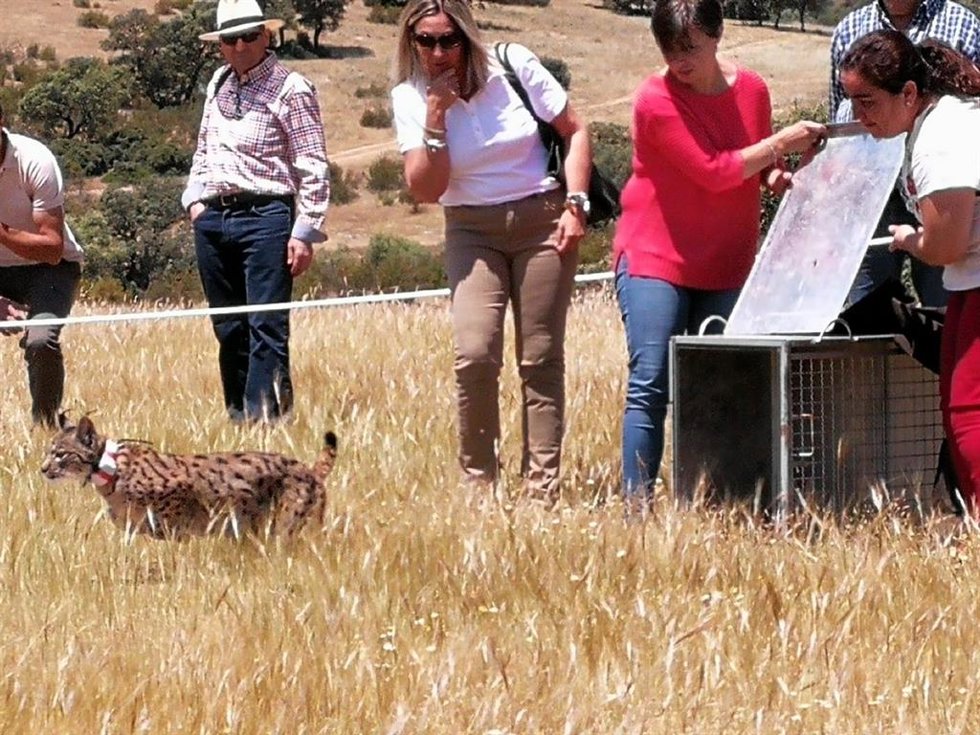 Archivo - Suelta en 2019 de un lince, en una finca de Vilches, en el entorno del río Guarrizas/Archivo