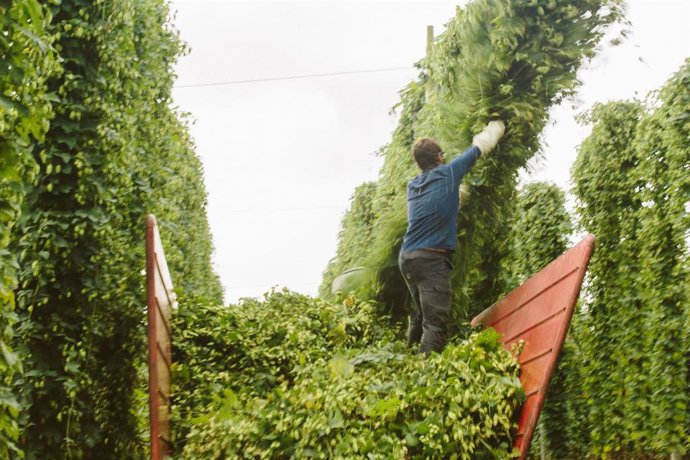 Cosecha de lúpulo. Corporación Hijos de Rivera