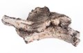 Los reptiles se diversificaban antes de la mayor extinción en la Tierra