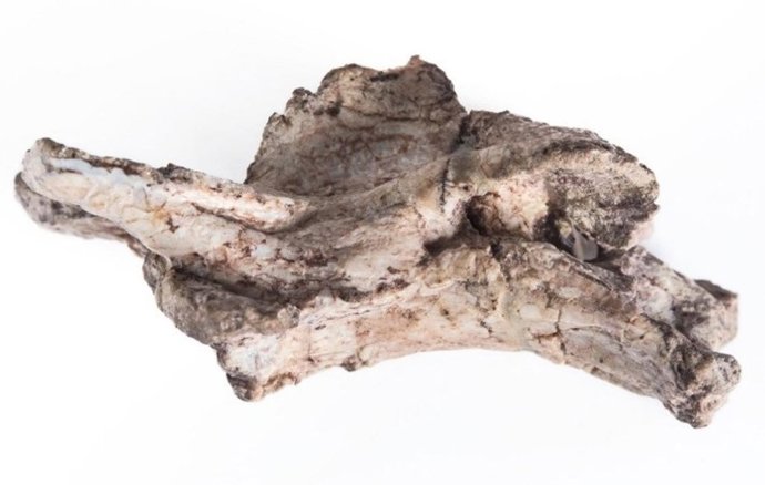 Vértebra de arcosauromorfo descrita en el nuevo estudio