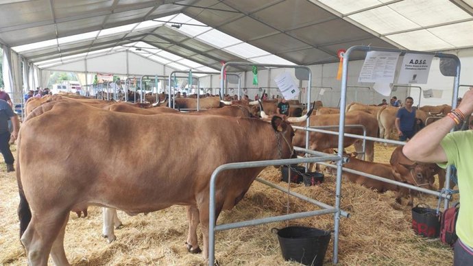 Archivo - Mercado de ganado en Villaviciosa, vacas, rural, sector primario