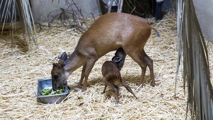 BIOPARC Valencia, centro de conservación más importante del mundo del duiker rojo de Natal, anuncia un doble